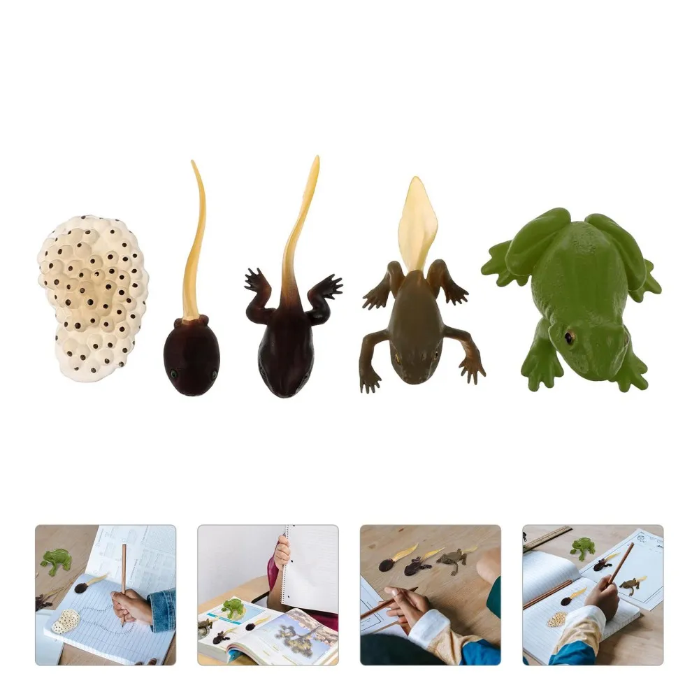 

5pcs Kids Learning Education Toys Animal Growth Figurine Life Cycle Models