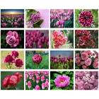 Тюльпан Цветочное поле 5D Сделай Сам полный квадратный круглый мозаичный патч Алмазная вышивка ручная работа подарок Ranunculus алмазная живопись пион