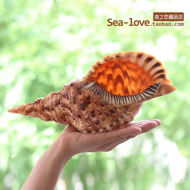 

Natural Conch Shells Ornaments Mediterranean Specimens Shells Starfishes Sea Snail Creative GiftsMicro-landscape Ornament Gift