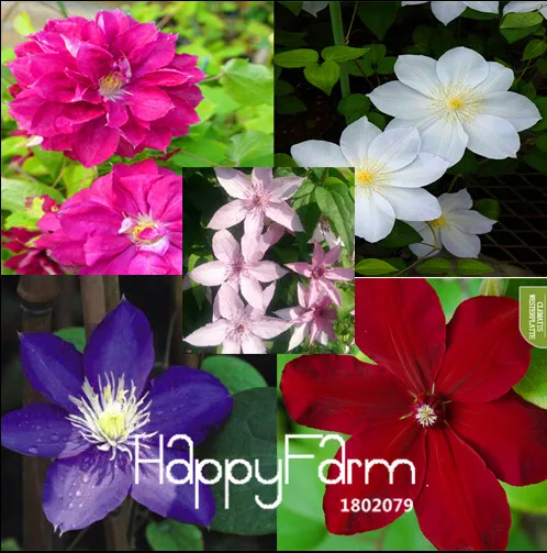 Новое поступление! виноградной лозы Clematis клематис в горшке садовые цветы, Клематисы карликовые деревья, 100 шт./упак.,#88YZFW