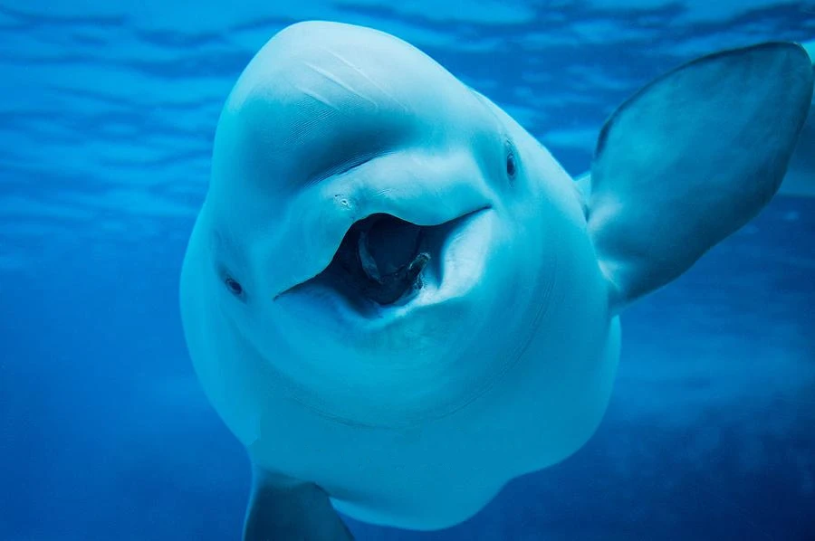 

Jmine Div 5D Beluga Whale Underwater Full Diamond Painting cross stitch kits art High Quality Animal 3D paint by diamonds