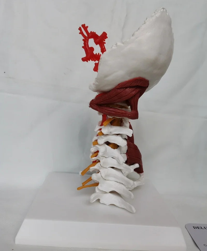 1:1 LifeSize Cervical Vertebrae and Vertebral Body Spine Human Anatomy Spinal Cord Sketelon |