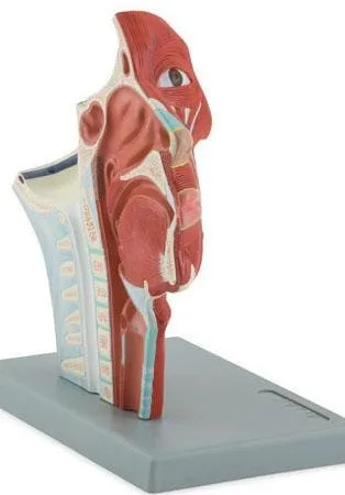 1:1 натуральная модель человеческой головы анатомия вены медицинские Обучающие