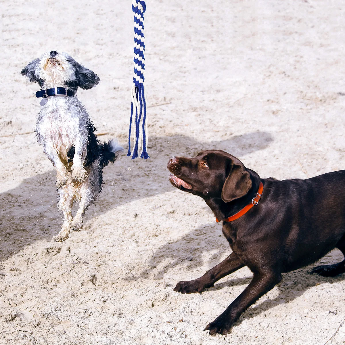 Полюсная собака для собачьего Лагеря Секс-телескопическая Интерактивная Боевая