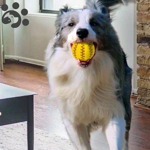 Маленькая большая собака игрушка для больших маленьких собак резиновые игрушки для собак больших пород умная развивающая игрушка для собак интерактивная игрушка для собак