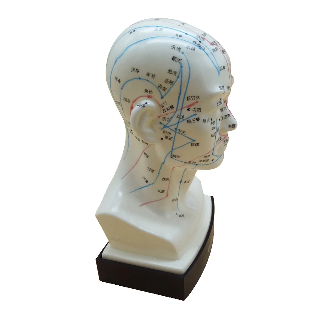 Человеческая голова акупунктурная меридиановая модель с точками акупрессуры на