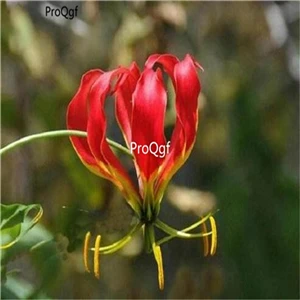 Ngryise 5 шт набор Gloriosa superba - Цвет: 1