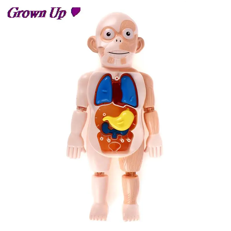 Головоломка Монтессори 3D игрушка для анатомии человеческого тела обучающая