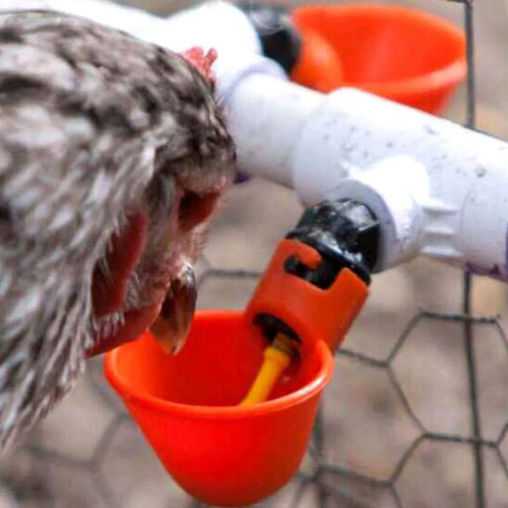 

Livestock drinking cup Feed Automatic Bird Coop Poultry Chicken Drinker Water Drinking Cups 10Pcs Chicken Drinking Cup H5