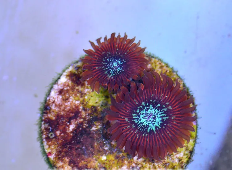 Аквариум морской коралловый риф танк SPS LPS кораллового цвета для поверхности