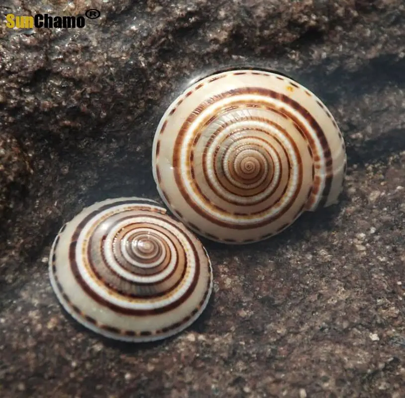 Шляпа из натуральной ракушки соломенная шляпа с черными линиями со спиралью