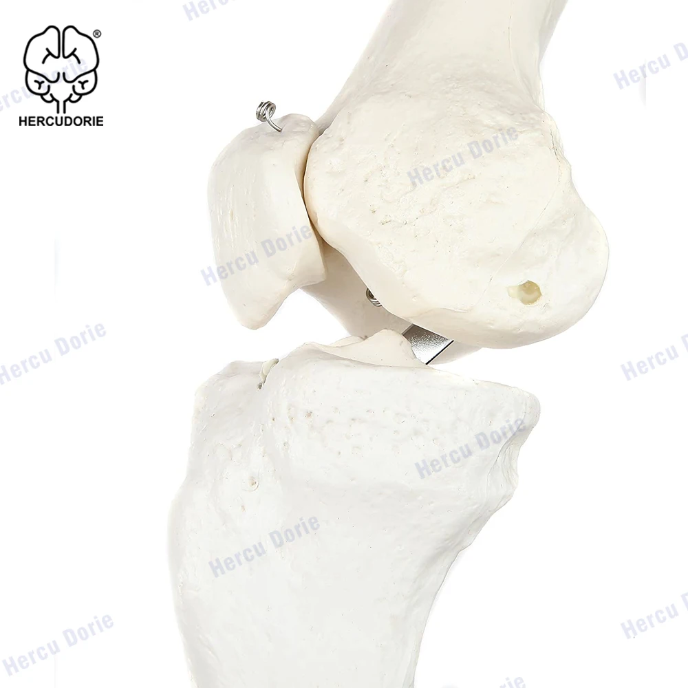 Набор скелетонов для ног Scientific анатомическая модель 36 дюймов со всеми костями