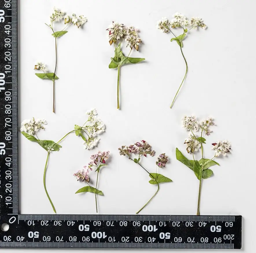 

60pcs Natural Pressed Dried Flower Buckwheat Plants Herbarium For Epoxy Resin Jewelry Making Face Makeup Nail Art Craft DIY
