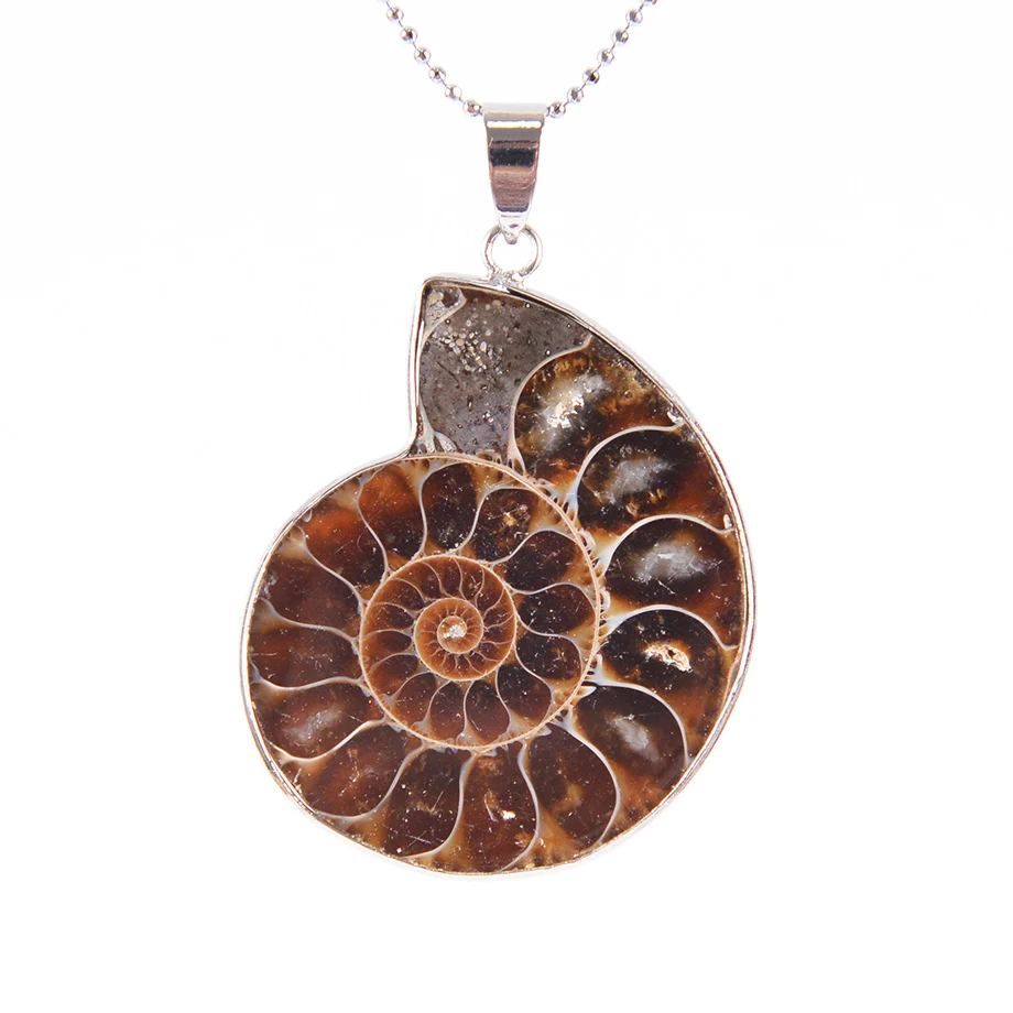 Натуральный камень аммонита ископаемых Морская ракушка океан реликвии Раковины