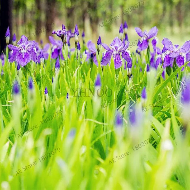 50 шт./пакет Разноцветные Цветок ириса бонсай, редкий цветок flores бородатый Ирис растения, розовый цветок границы цветок орхидеи "сделай сам" для сада