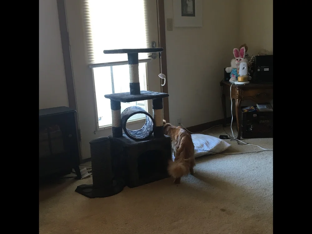 3" Deluxe Cat Tree Level, доска для царапания активности, дерево с когтеточками для котят