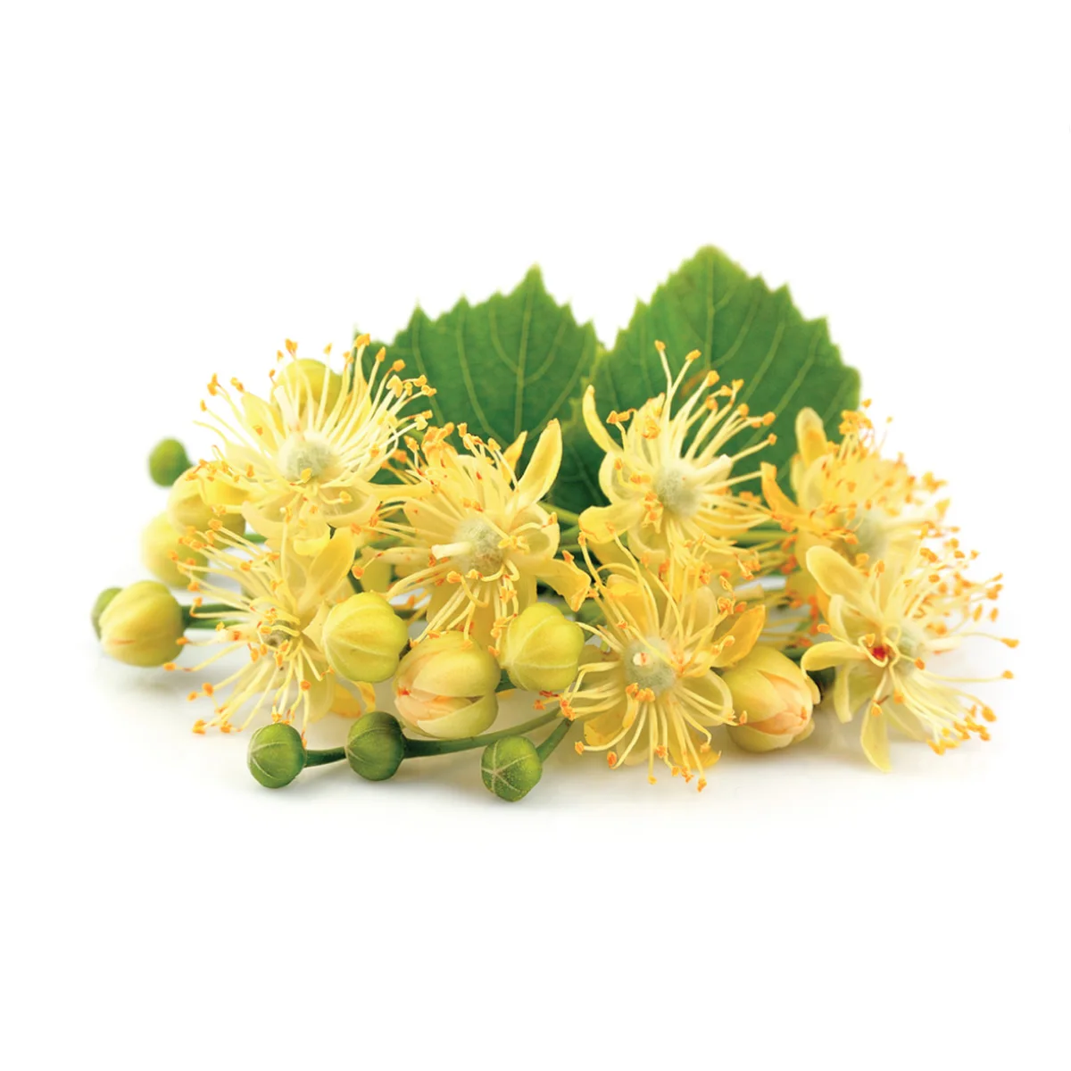 AKARZ Famous brand natural Lime blossom essential oil skin is more compact liver conditioning |