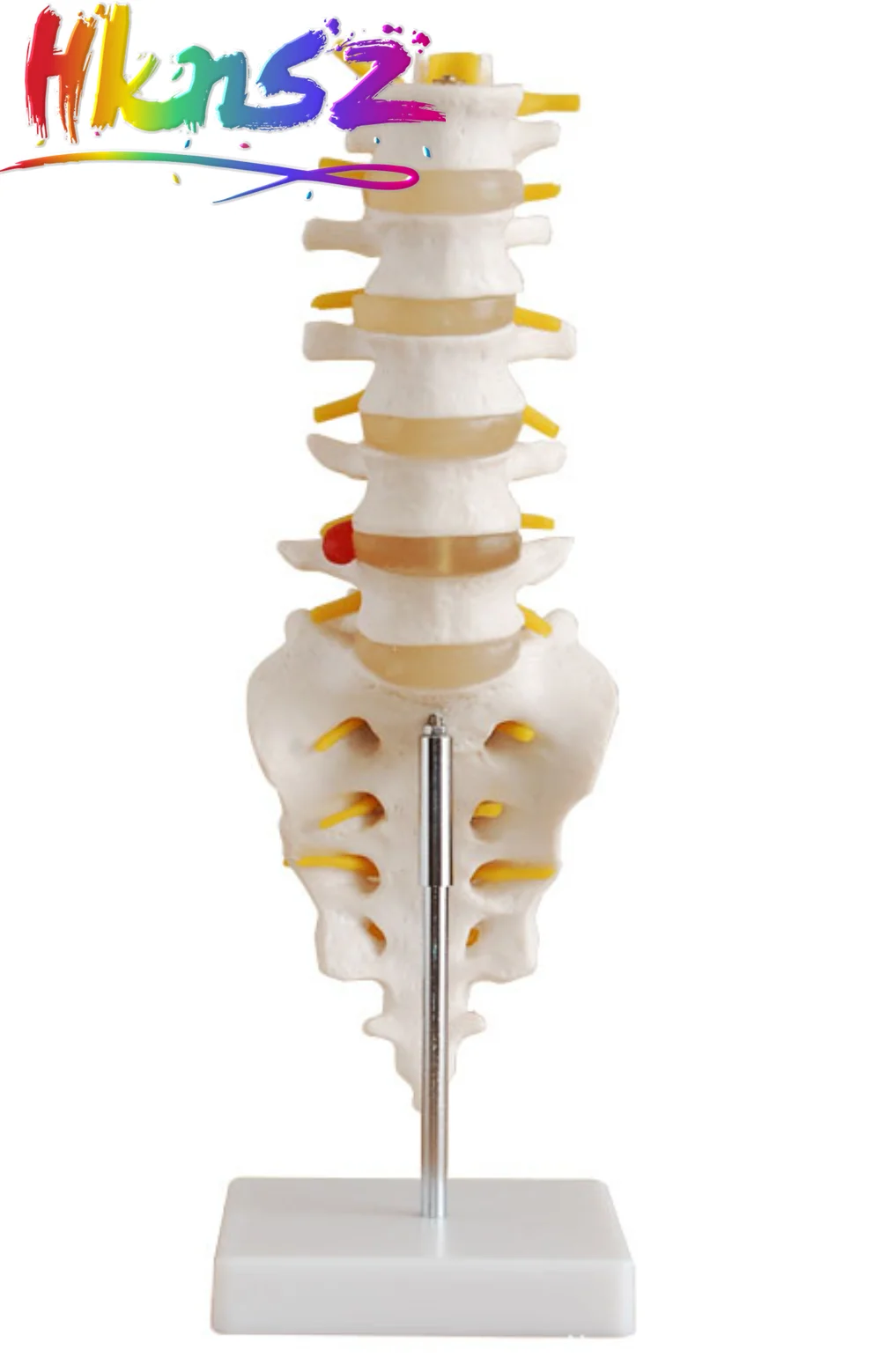 

30cm Life Size Chiropractic Human Anatomical Lumbar Vertebral Spine Anatomy Model School Educational Medical Teaching Model Tool