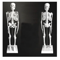 45cm human skeleton model skull body anatomical model adult skeleton teaching spine whole body