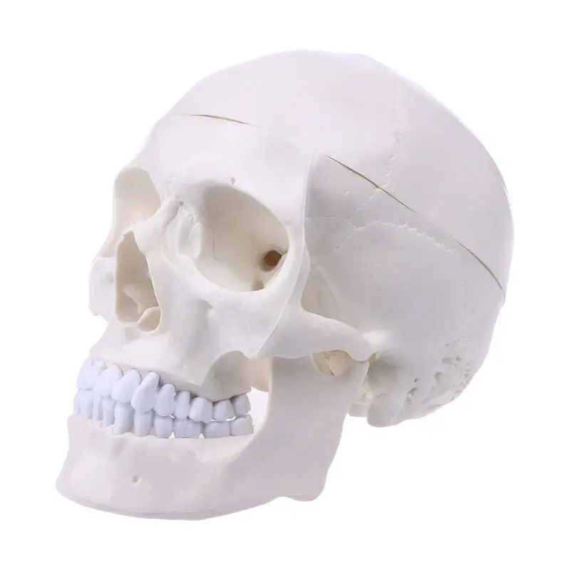 

57EC Human Anatomical Anatomy Head Skeleton Skull Teaching Model School Supplies Study Tool