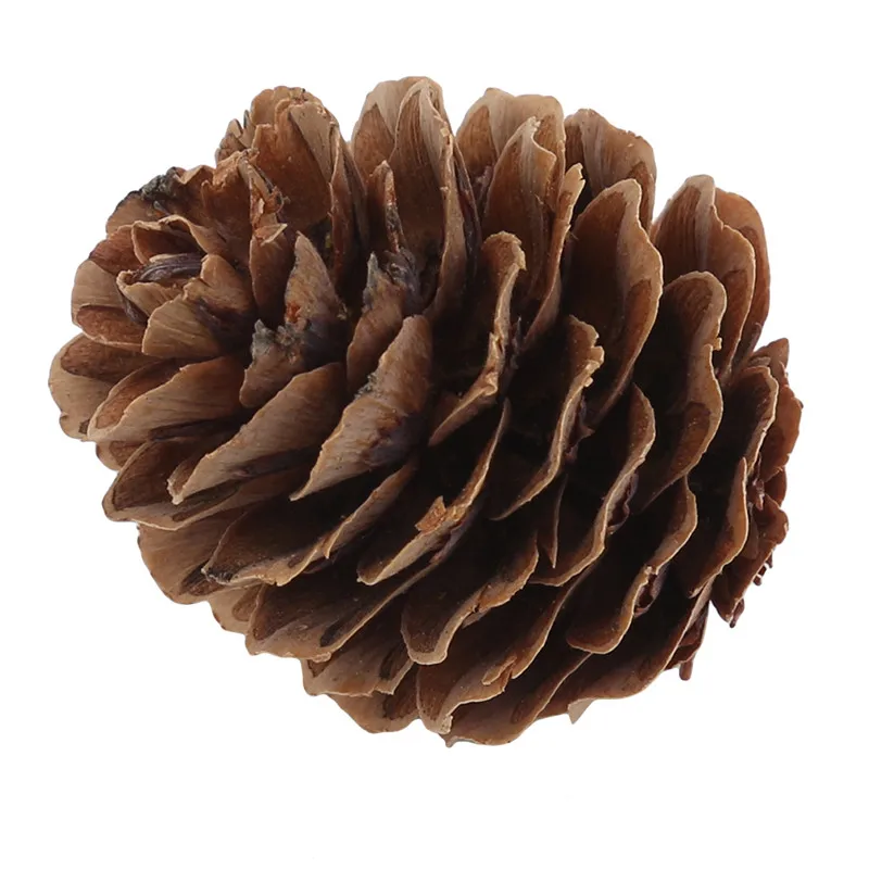 

Festive & Party Supplies