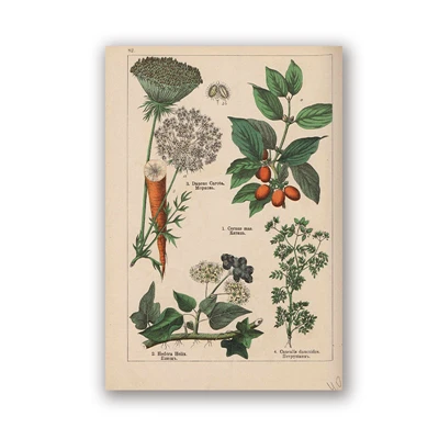 PH5987 Botanical коллекция винтажные плакаты и принты травы 1898s русский язык стены искусства картины холст живопись Домашний Декор стены - Цвет: PH5987