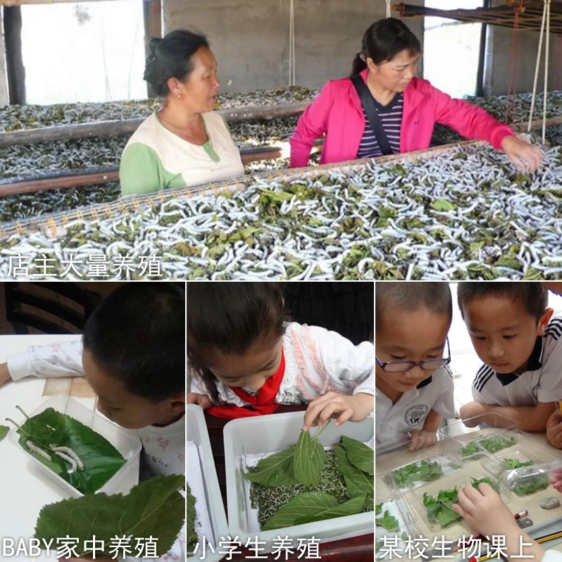 Еда для взрослых шелкопряд маленькие шелковистые червяки Детские Свежие