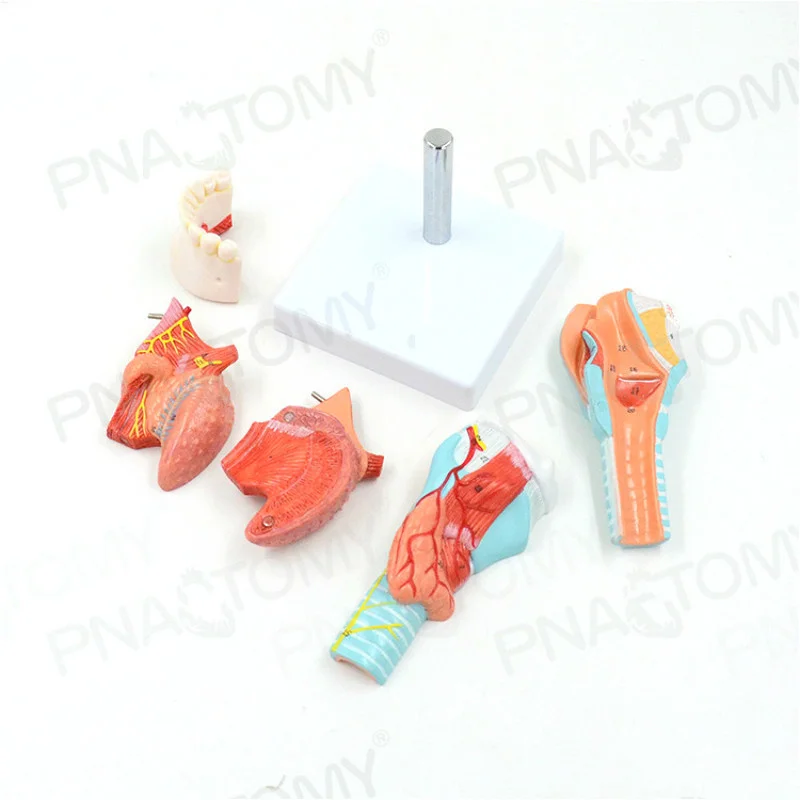 

Separable Tongue anatomy 5pc model medical organ teaching aids throat Tongue teeth cartilage thyroid Medical demonstration model