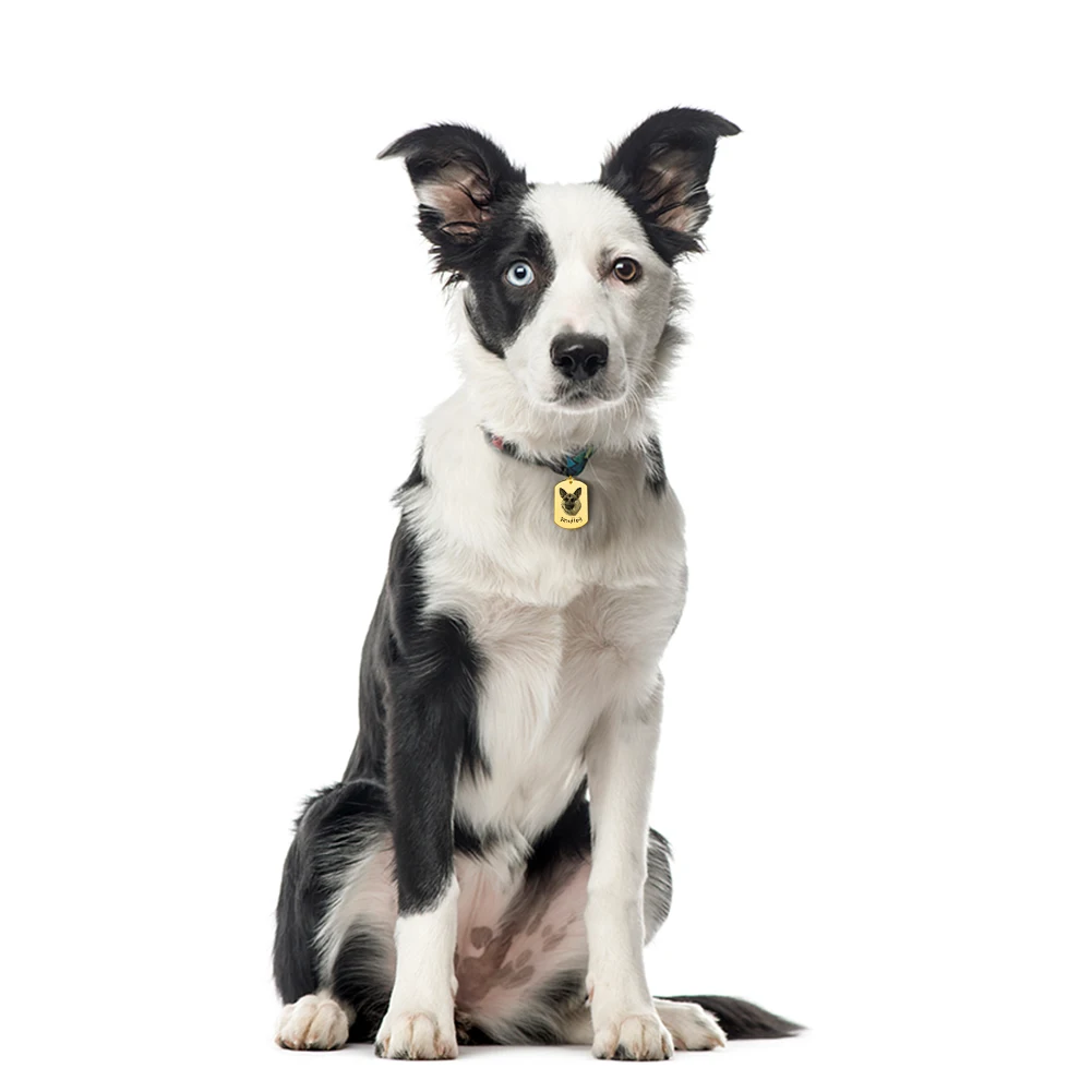 

Custom Personalized Dog Plate PhotoAddress For Cat Tags For Dogs Medal With Name Keying Collar Medallion Puppy Pets Accessories