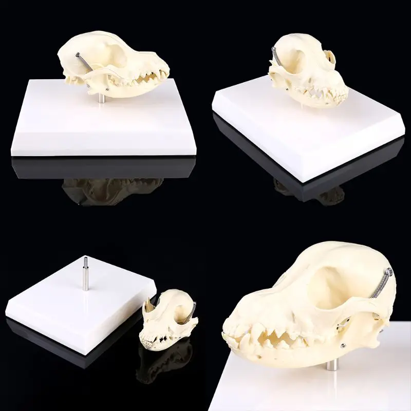 

Canine Dog Skull Model Anatomy Skeleton Veterinary Specimen Teaching Display Education Halloween Gifts