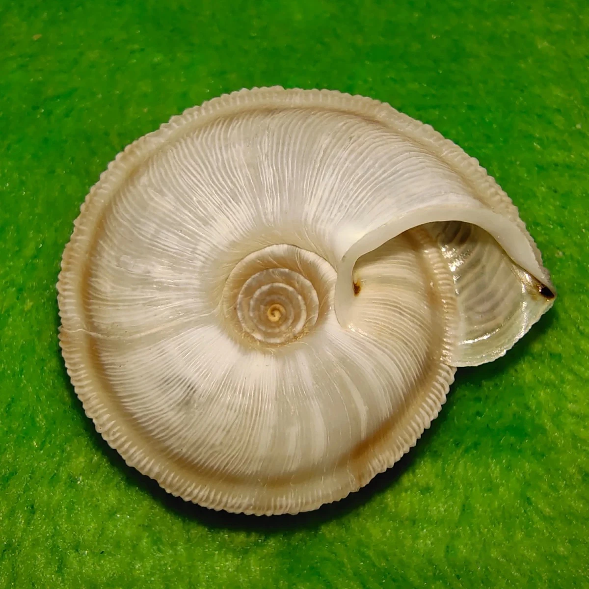 

Natural Boutique Collection Snail Shell Shell Conch Ponzi Shoot Snail Specimen