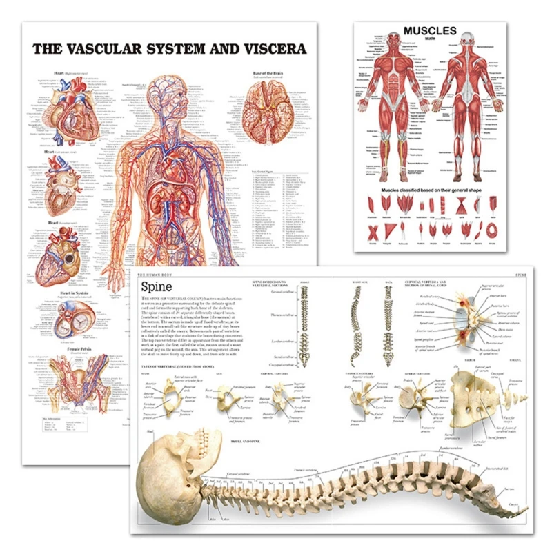 

Профессиональная человеческая Мышечная система, анатомический график человеческих мышц, искусство мышц для обучения, лекция 19,69 ''x 27,56''