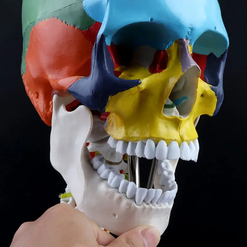 Human Anatomy Skeleton Anatomical Model with Colored Bones Cervical Vertebra Sculpture Medical Supplies | Канцтовары для офиса и