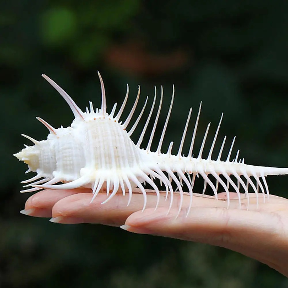 7-12 см Морская раковина Индийского океана натуральная мурекс Пектен коралл