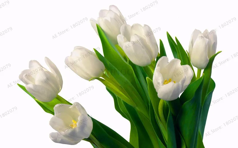 6 103 шт./пакет в форме тюльпана от flores Редкие бонсай растения, красивые тюльпаны в горшке, многолетнее на приусадебных участках, а также в форме тюльпана от завода - Цвет: 6