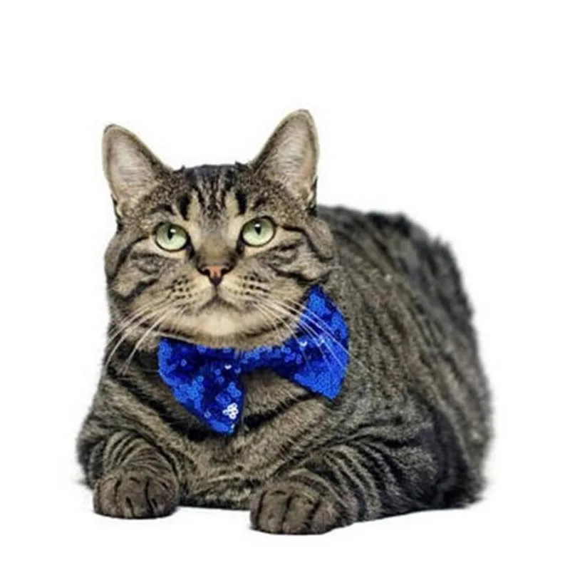 Кепка для собак украшение головы на день рождения с блестками щенка праздничный