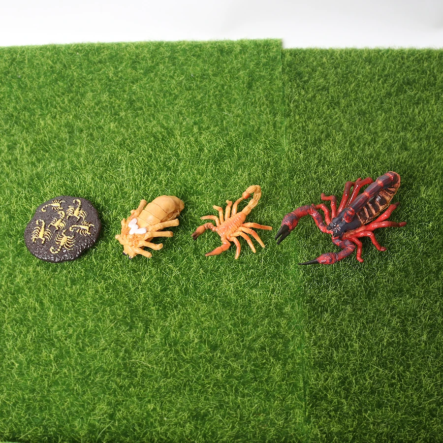 

Simulation Life Cycle of a Scorpion Figurine Plastic Scorpion Arthropod Figurine for Collection Science Educational Prop