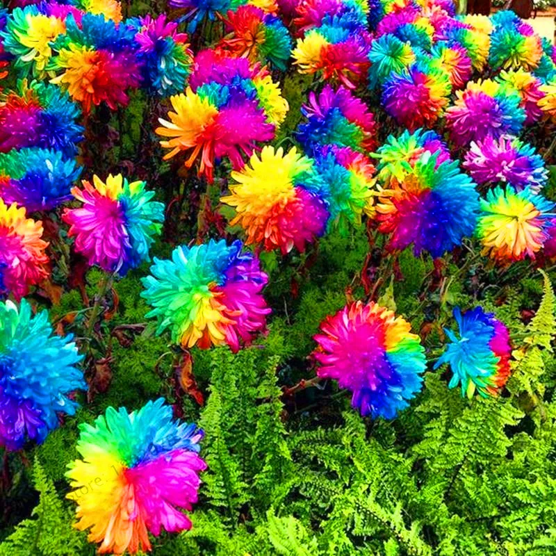 Самые низкие цены! 200 шт./пакет Радуга Дейзи flores, хризантема, растения, бонсай Плант, красивые комнатные растения для дома и сада