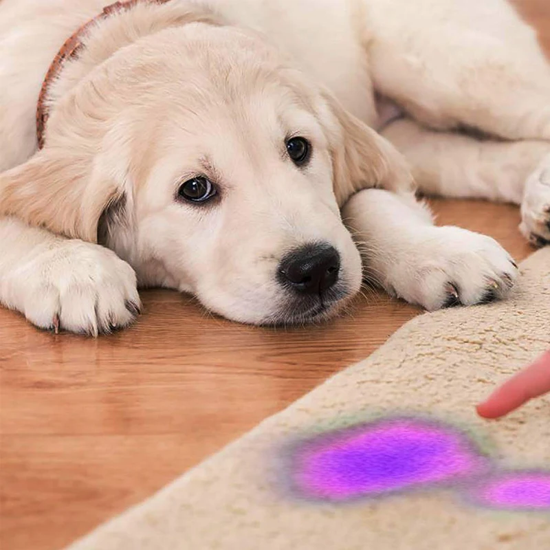 12 LED Mini UV Ultra Violet Flashlight Blacklight Light Inspection Lamp Electric Torch | Лампы и освещение