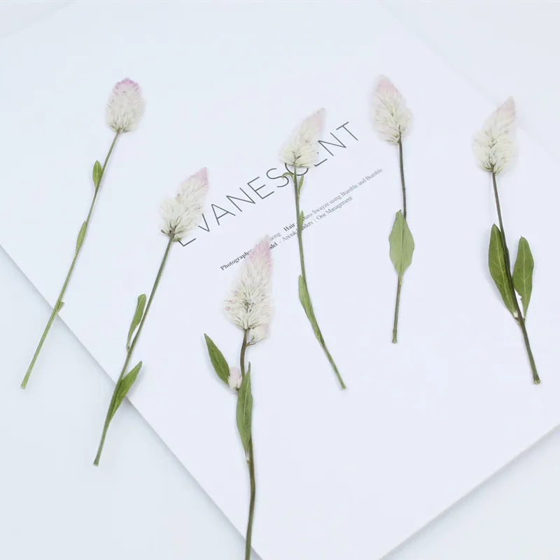 60 шт. натуральные прессованные цветы настоящий сушеный гребень для рукоделия