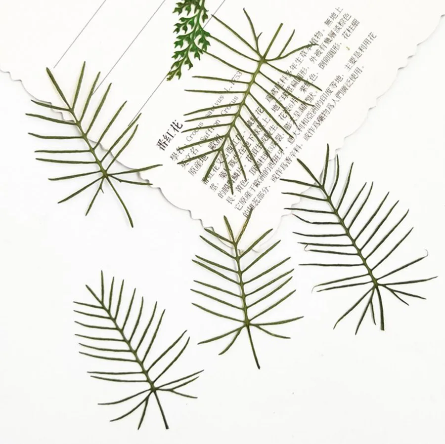 

60pcs Pressed Dried Crpress Vine Flower Plant Herbarium For Jewelry Bookmark Postcard Phone Case Invitation Card DIY Making