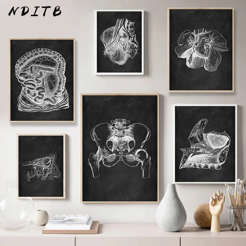 Черно-белая Анатомия человека медицинская настенная Художественная печать
