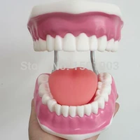 high quality 6 times big size dental clinic tooth model dental teaching tool for children