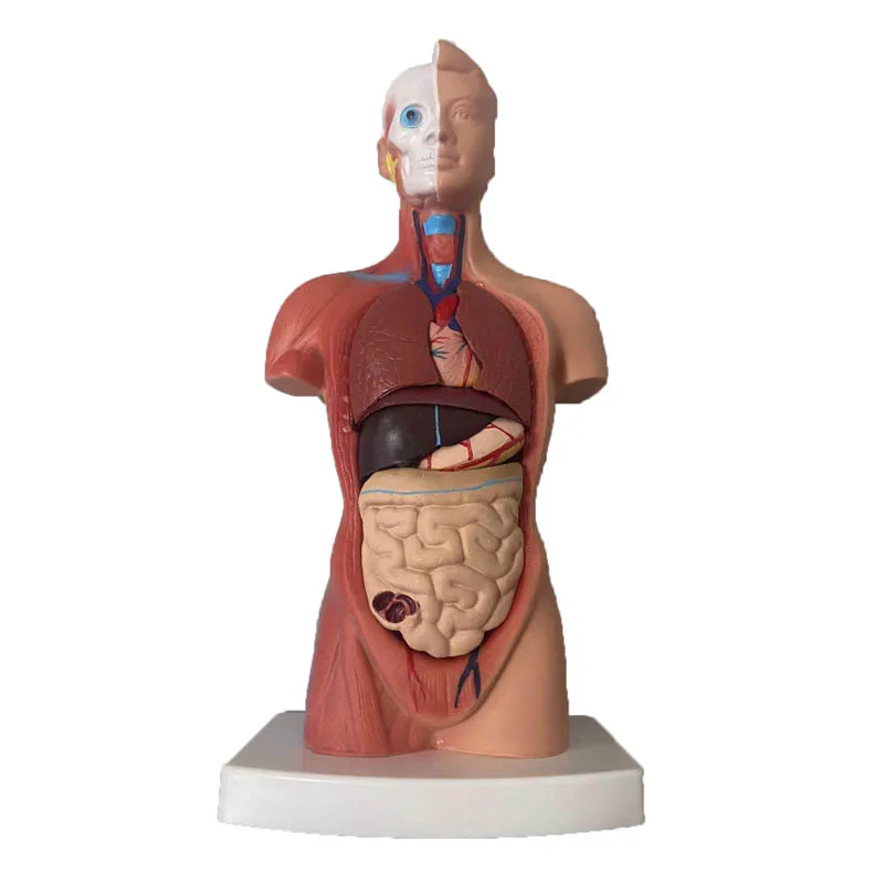 Тело человека, 28 см, модель анатомия, анатомический, скелет сердца, мозга,  медицинские внутренние органы, Обучающие принадлежности | AliExpress