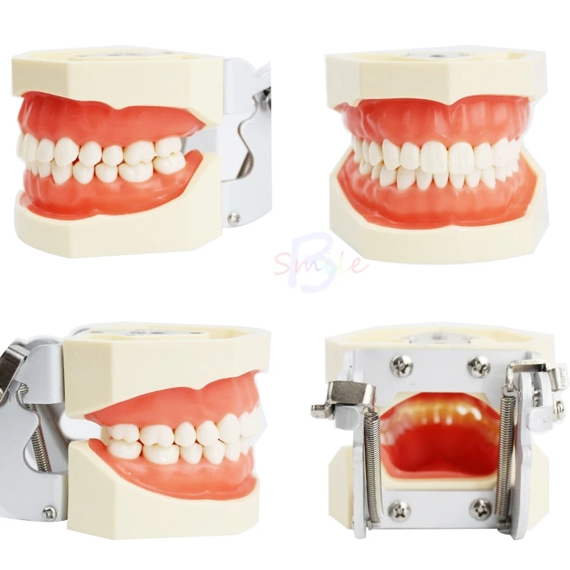 Новая модель для обучения стоматологии зубов со стандартной резьбой 28/32