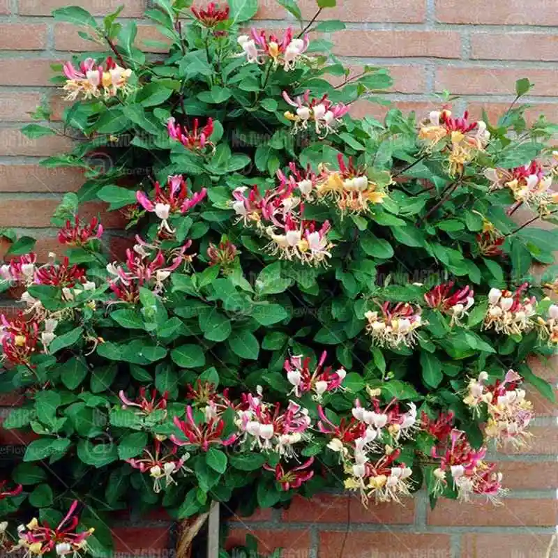 100 шт японский жимолость бонсай Lonicera japonica herb plantas многолетний очень ароматный цветочный горшок садовые Цветочные рассады - Цвет: 2