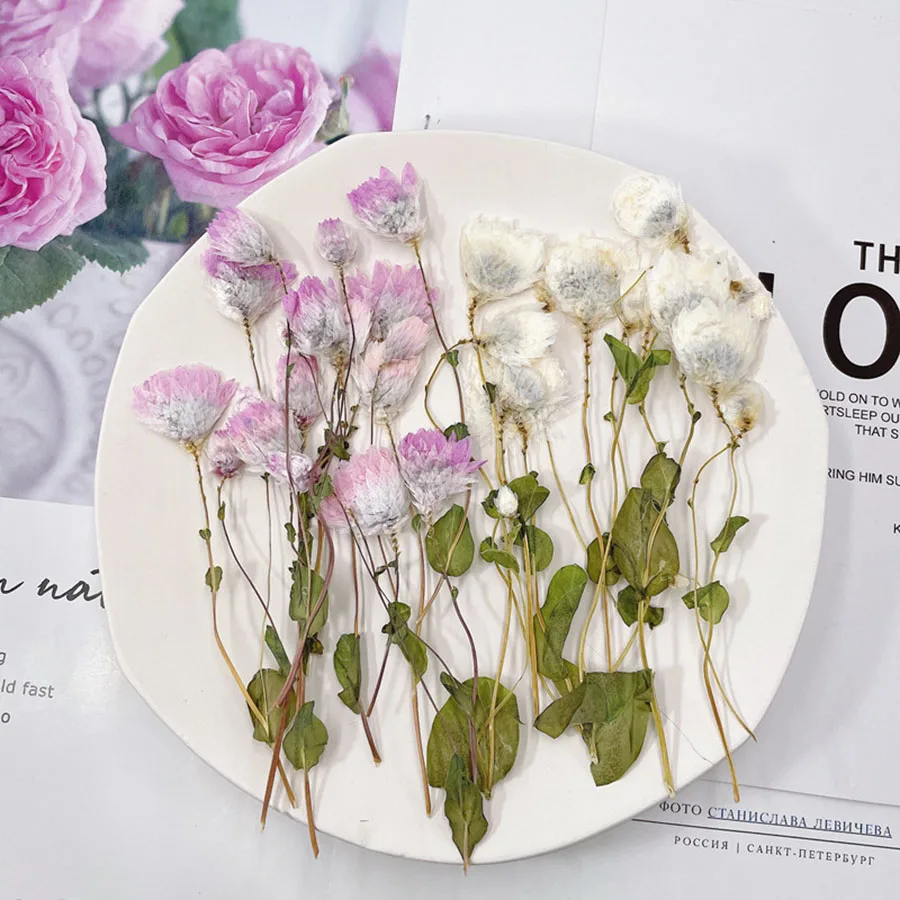 120 шт. прессованный высушенный Rhodanthe Manglesii цветок гербарий из растений для