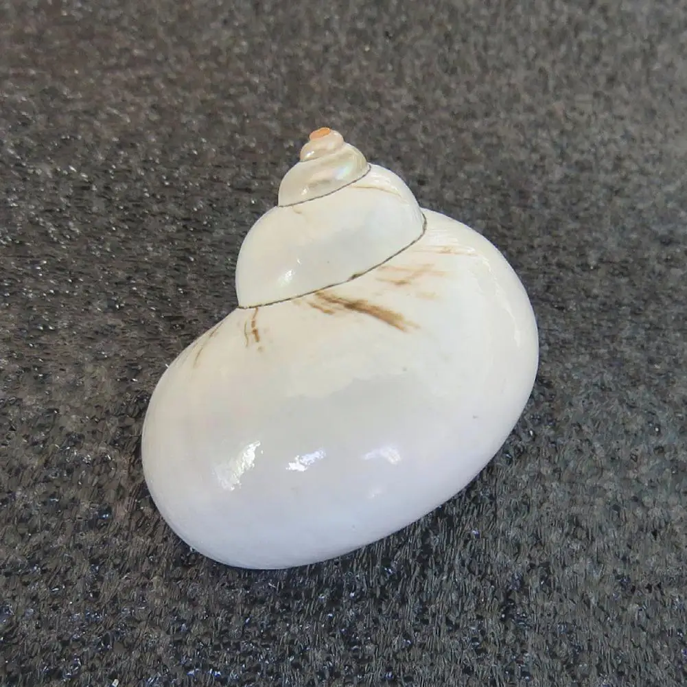 

Небольшие натуральные раковины, винты, бытовые ранцы, материал для украшения, платформа для творчества, для дома, U0J3