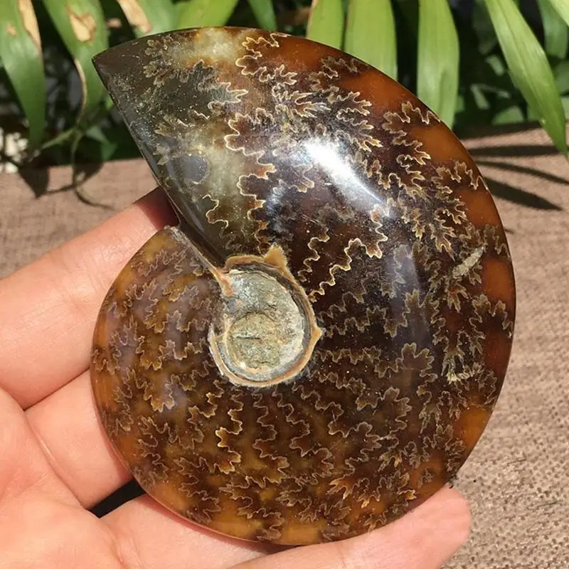 1 шт. натуральный 2 6 см 4 является допустимой радужные аммонита Ammolite Коллекционные