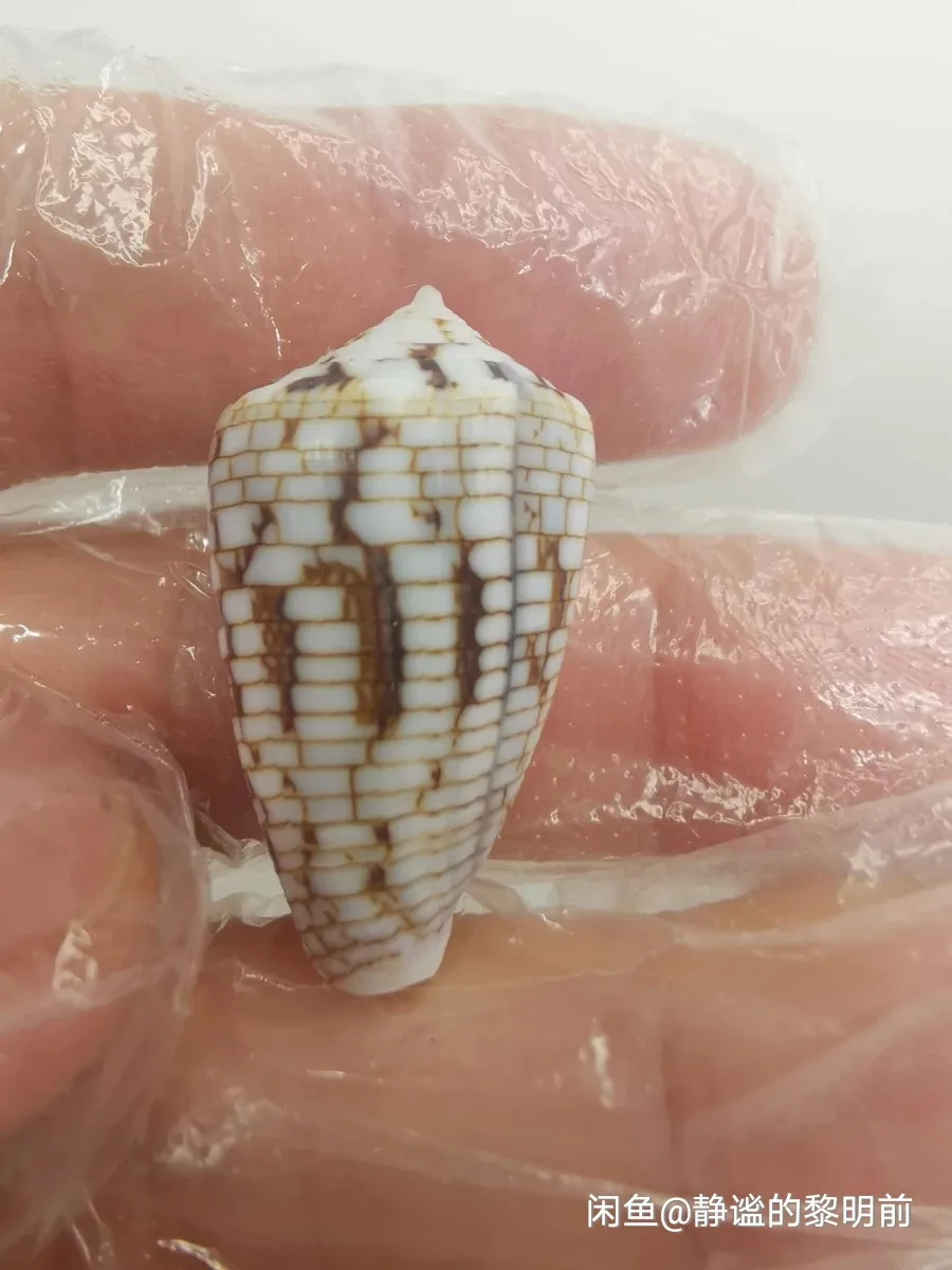 

2.9 cm Milway Conch Rare Conch Collection
